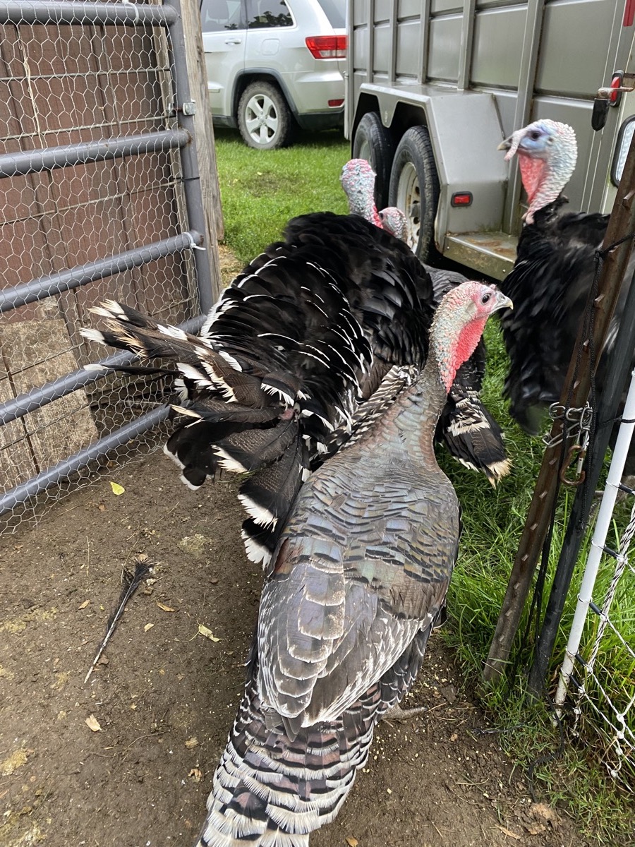 Turkeys walking Alt